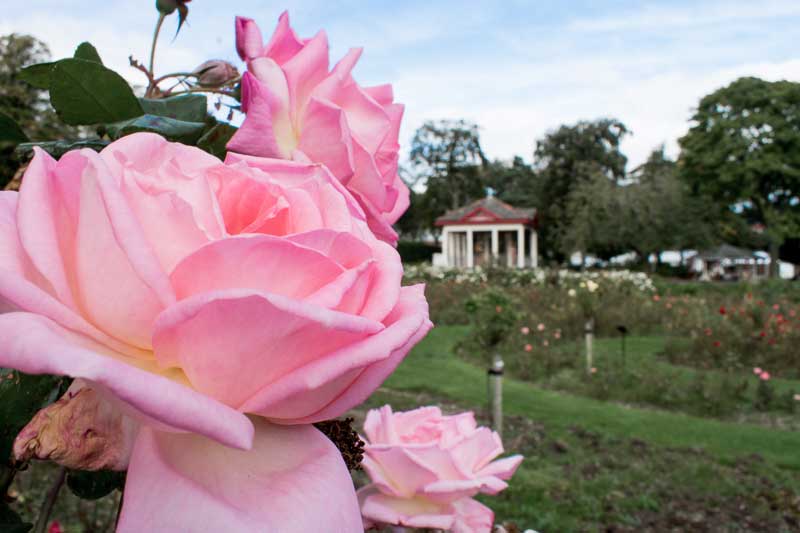 Visit the Botanic Gardens during your 48 hours in Belfast