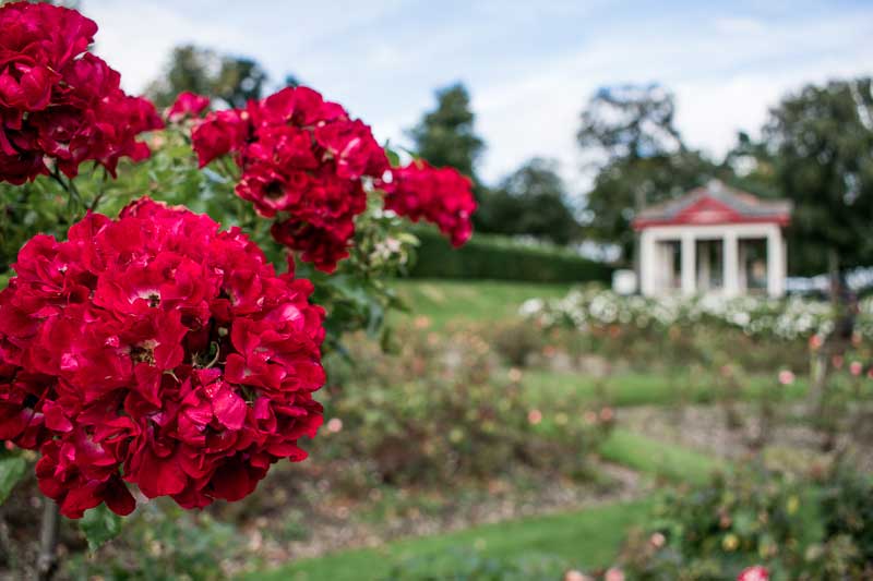 Rose Garden, jardin botanique de Belfast