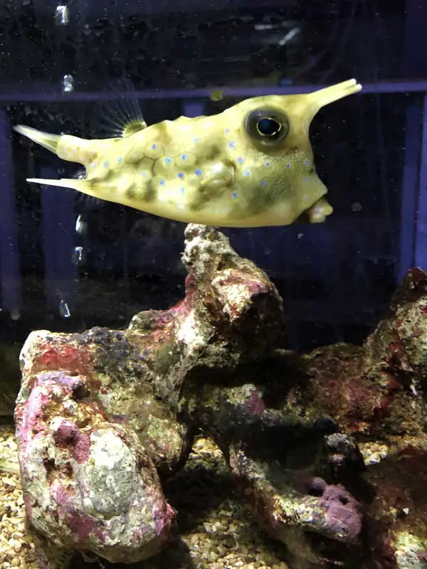 Funny looking fish in Blue Reef Aquarium