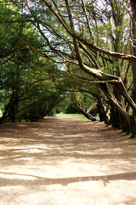 Yew Trees in Kilmacurragh Arboretum, Co. Wicklow