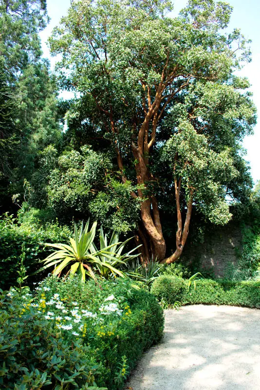 Tree, Kilmacurragh Arboretum
