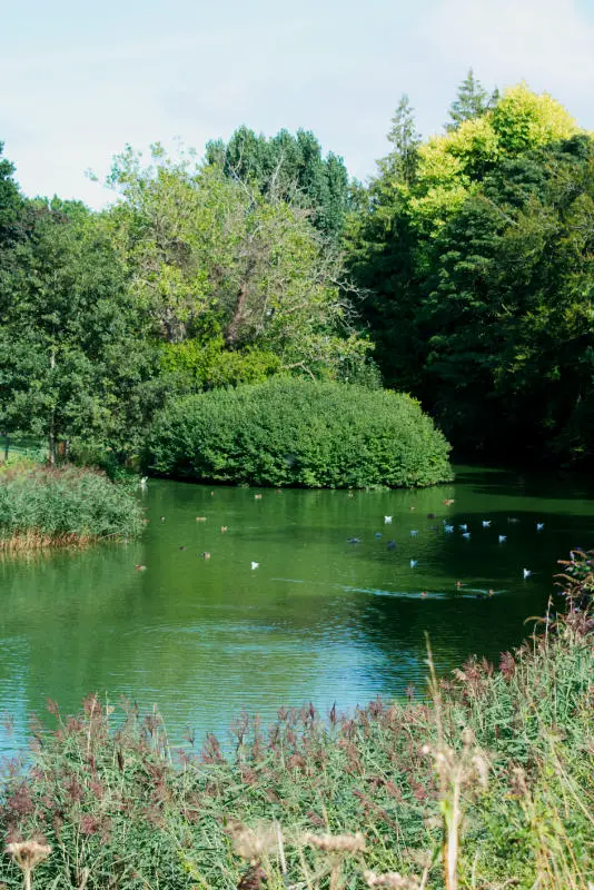 Pond in Phoenix Park, Dublin