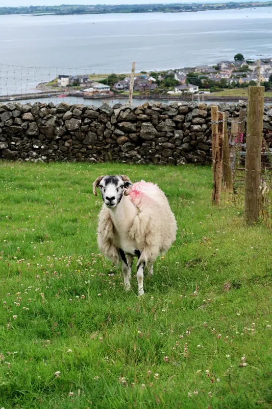 Sheep, Carlingford