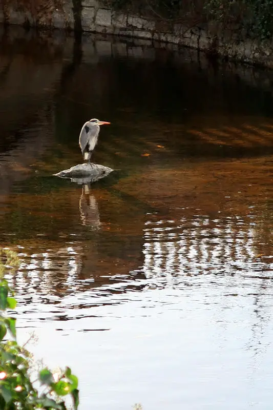 Heron in the River Corrib, Galway