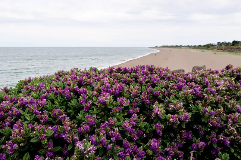 Beach in Greystones