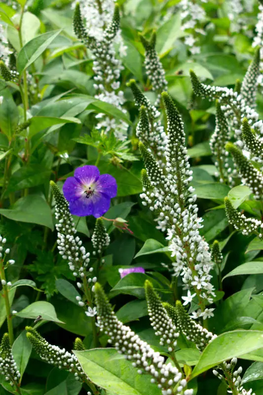 June Blake's Garden, Co. Wicklow