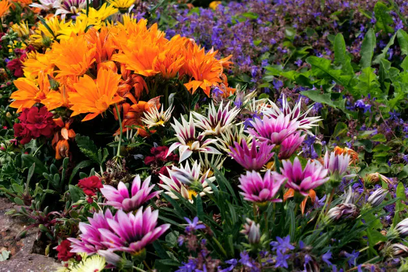 Garden at Ardgillan Castle, Ireland