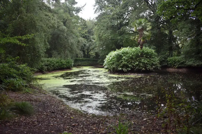 Fish pond in Huntington Castle in Co. Carlow, Ireland