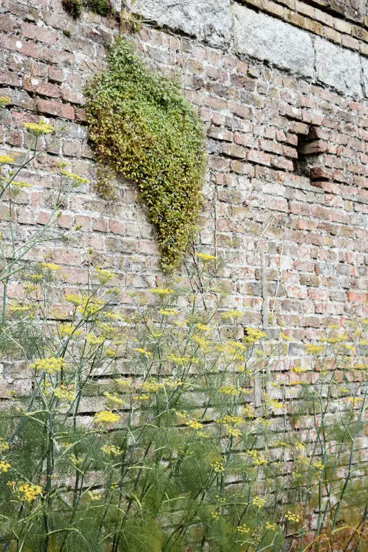 Walled garden in Duckett's Grove, Co. Carlow