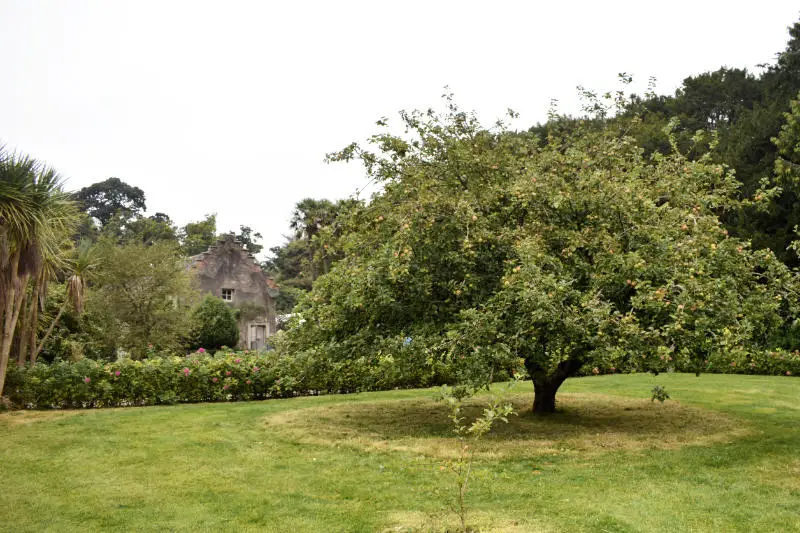 Apple tree in Huntington Castle gardens