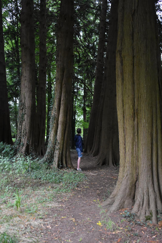 Les arbres dans les jardins du château de Huntington dans le comté de Carlow