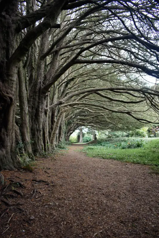 Yew Tree Walk in Huntington Castle, Co. Carlow