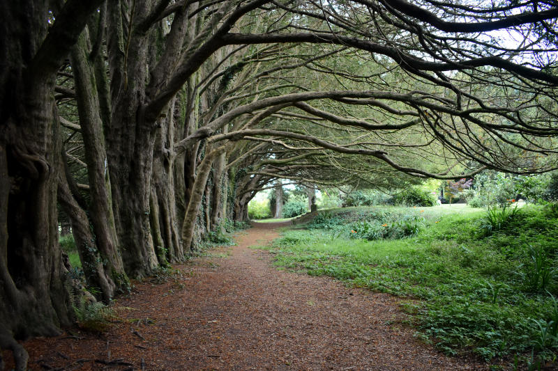 L'allée d'ifs dans les jardins du château de Huntington dans le comté de Carlow