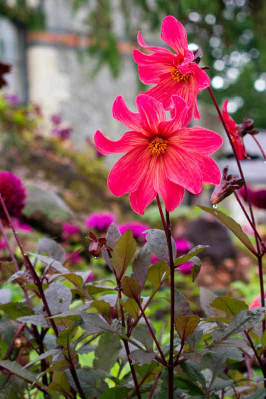Fleurs roses dans le jardin de June Blake dans le comté de Wicklow en Irlande