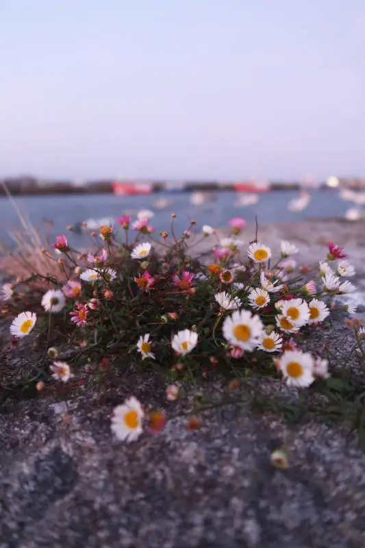Flowers, Old Harbour in Roscoff, France